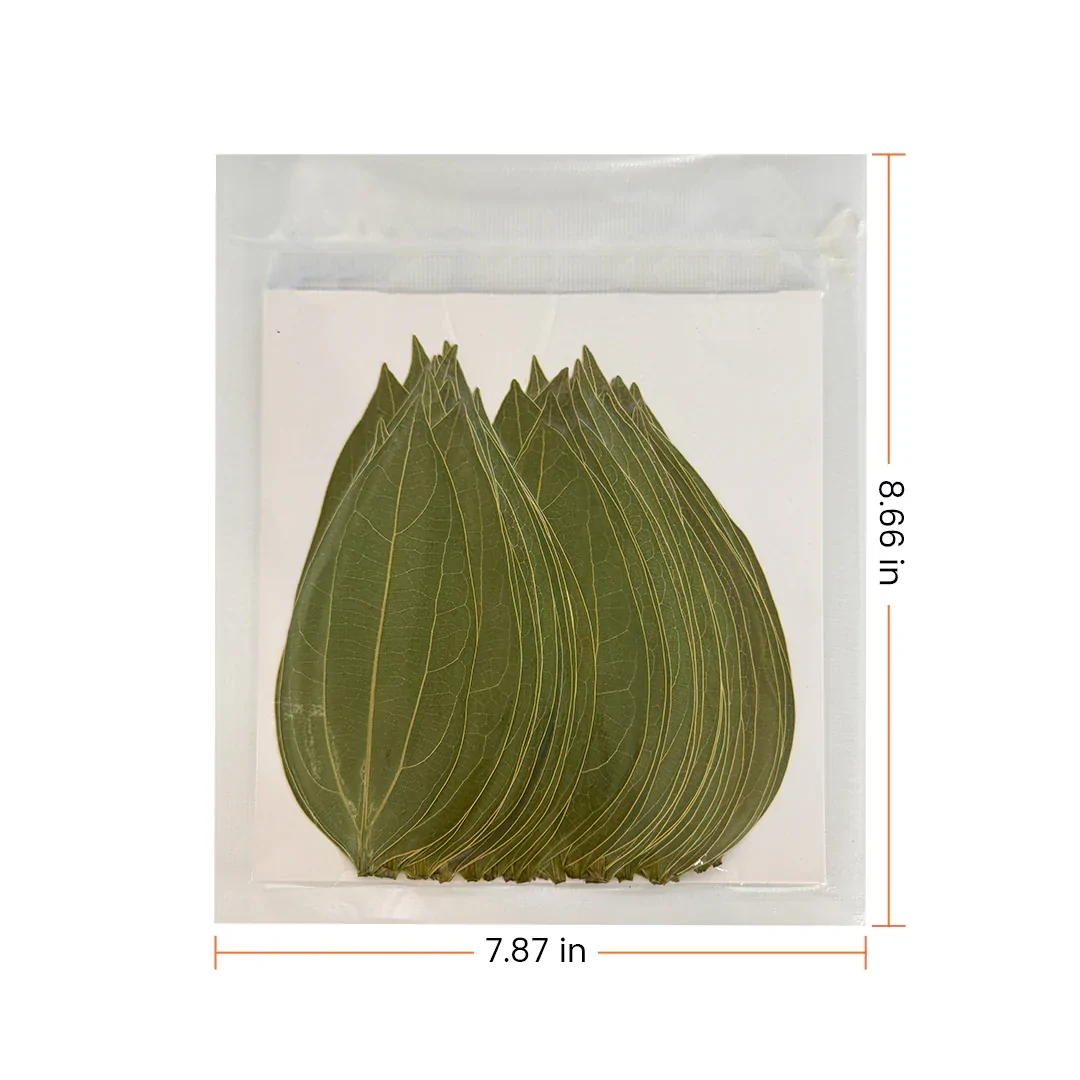 Natural cinnamon leaves pack arranged together with fresh green texture for herbal products, resin art, decoration, and natural craft applications.
