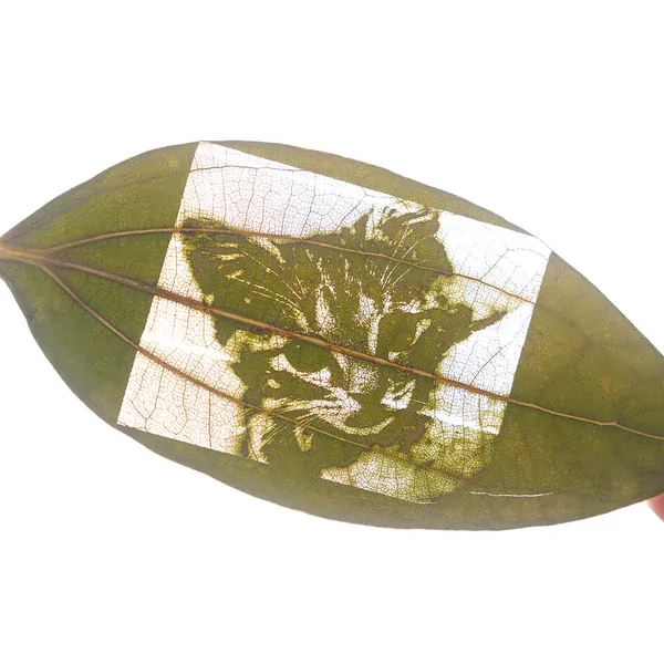 Cinnamon Leaf for Engraving (5pcs) - Image 7